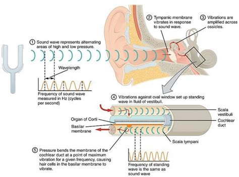 what is perforated paper and how does it affect the way we perceive sound?